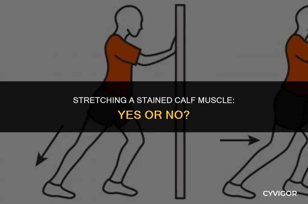 should you stretch a stained calf muscle