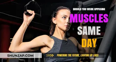 Opposing Muscles: Should You Train Them Together or Separately?