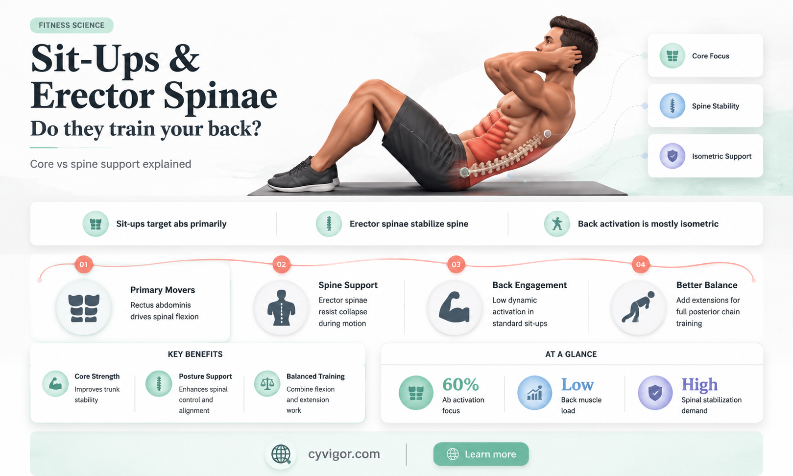 are the erector spinae muscles worked in a sit up
