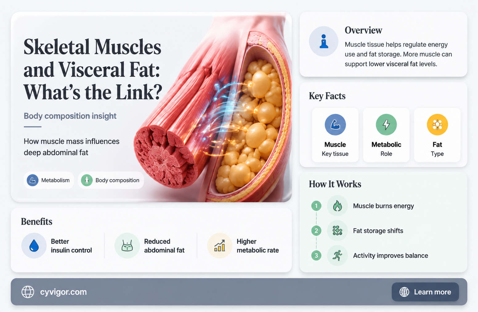 are sketela muscles visceral