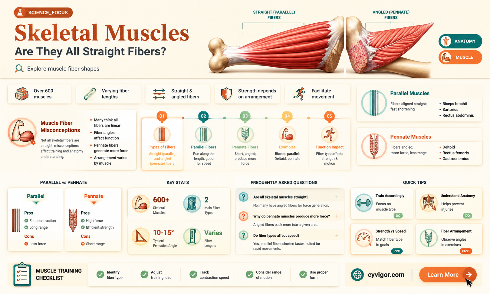 are all skeltal muscles straight