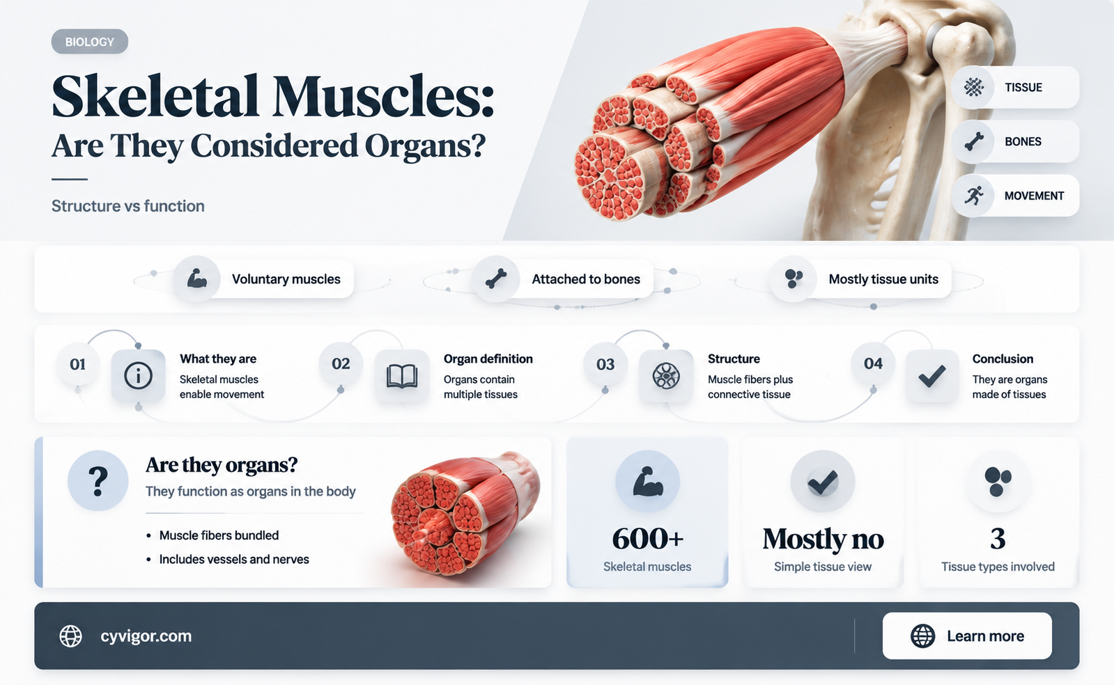 are skeltela muscles an organ