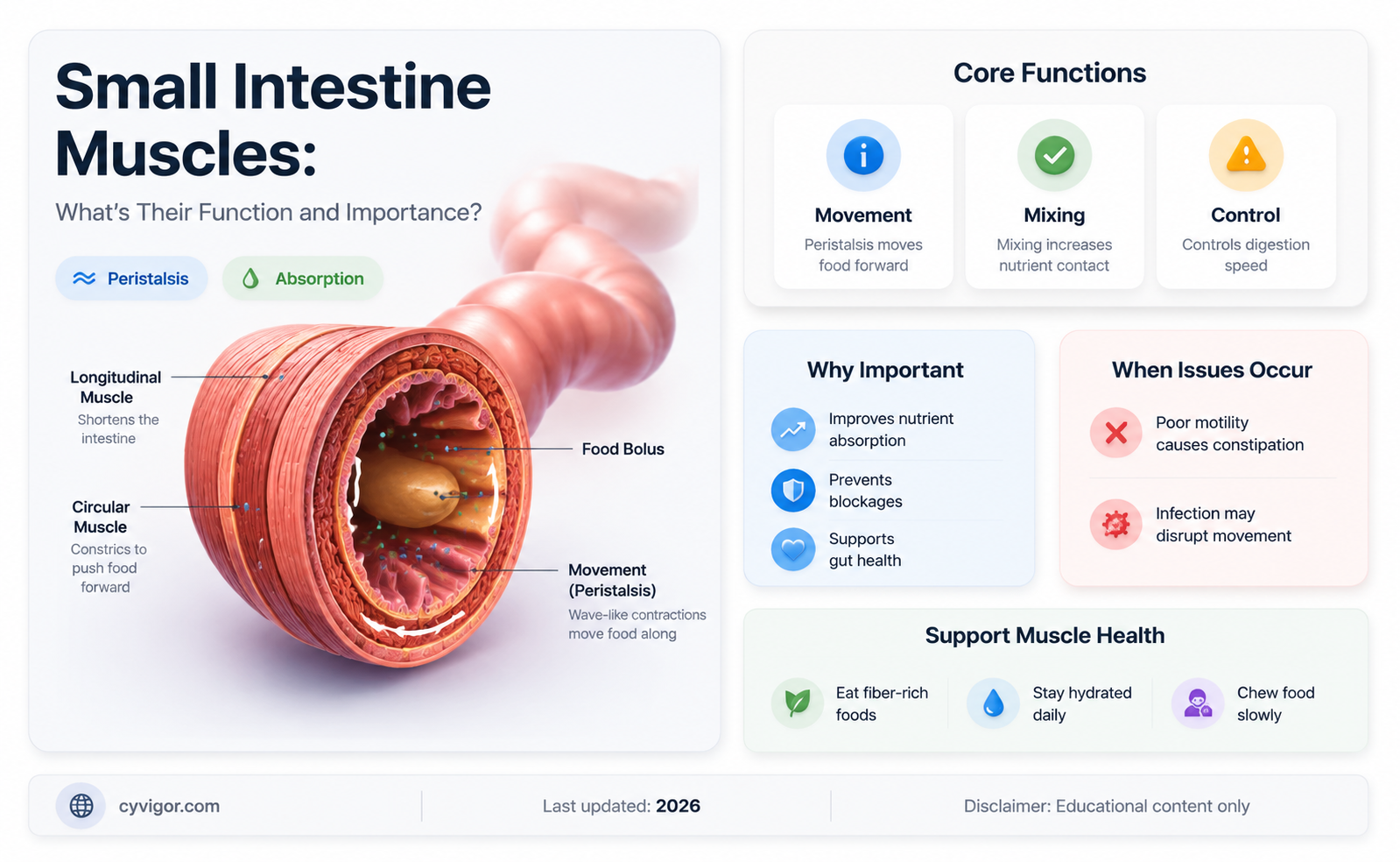 are small intestine muscles