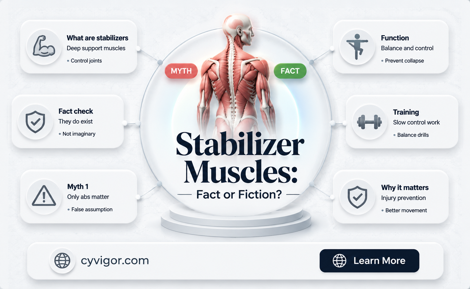 are stabilizer muscles real