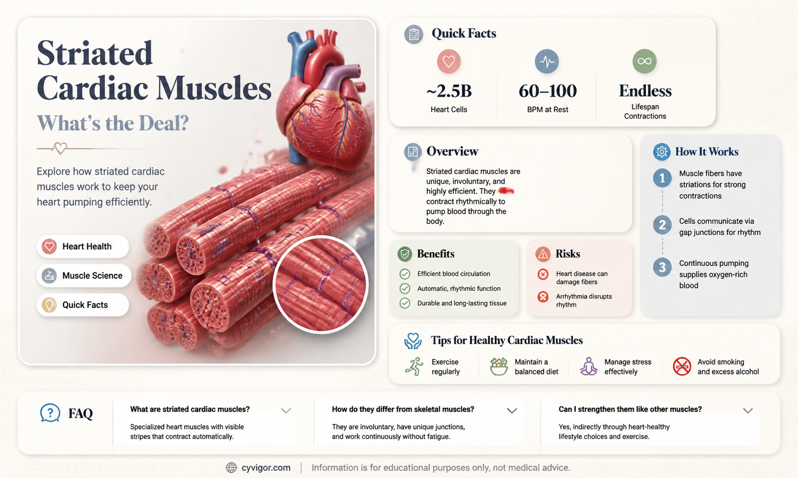 are cardiac muscles striations