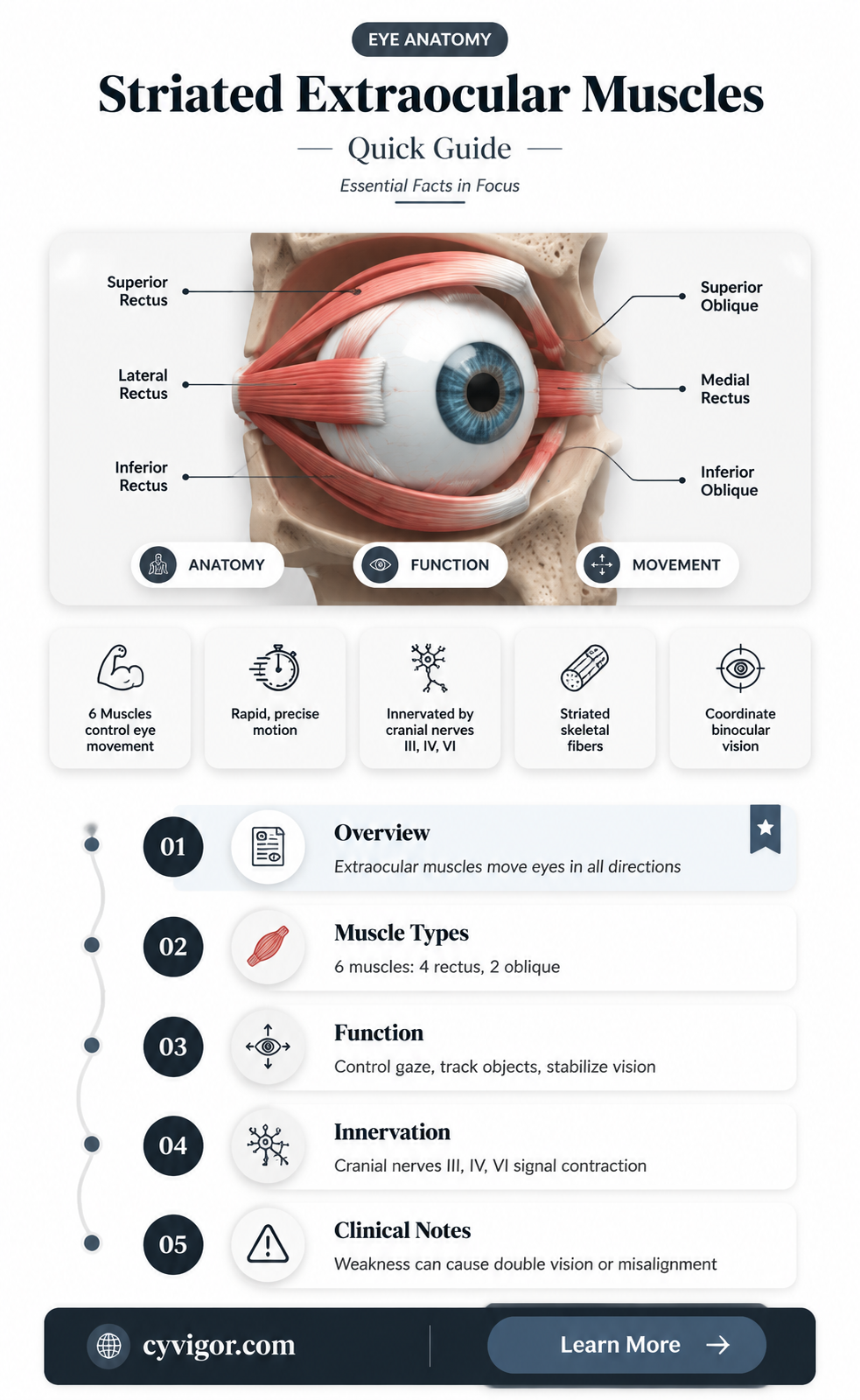 are extraocular muscles striated