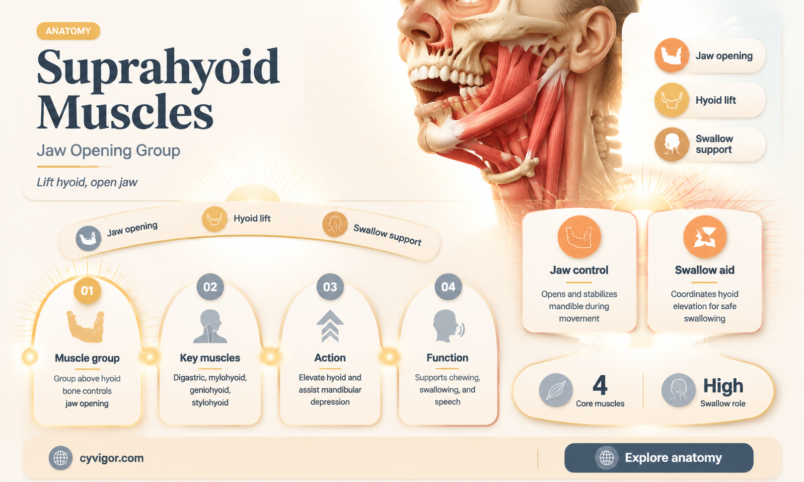 are suprahyoid muscles jaw openers