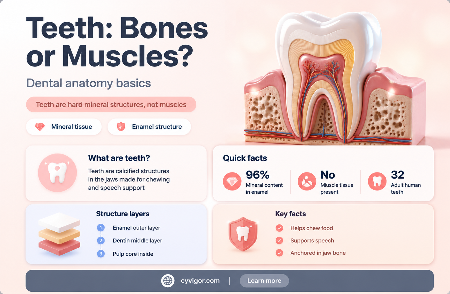 are teeth bones or muscles