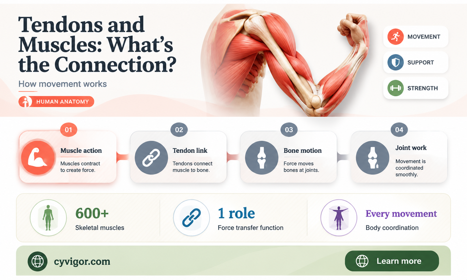 are tendons attached to muscles