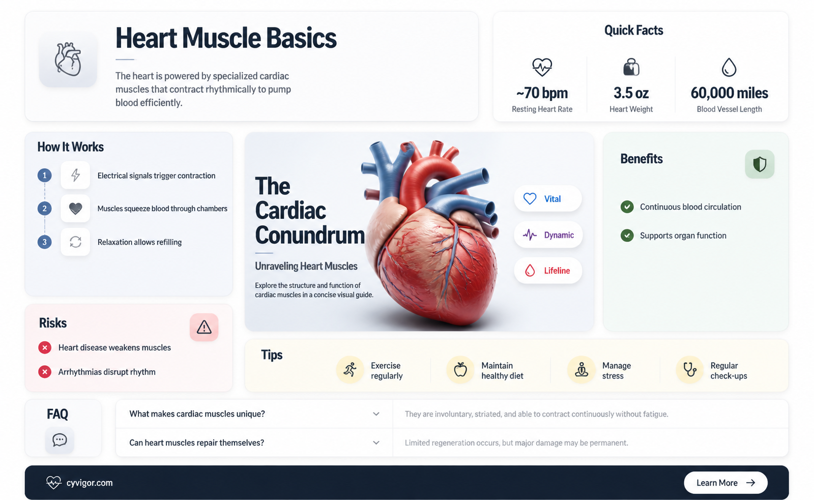 are cardiac muscles involuntary