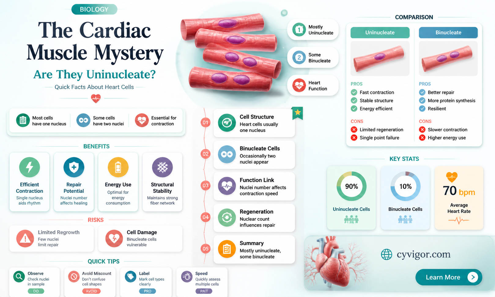 are cardiac muscles uninucleate