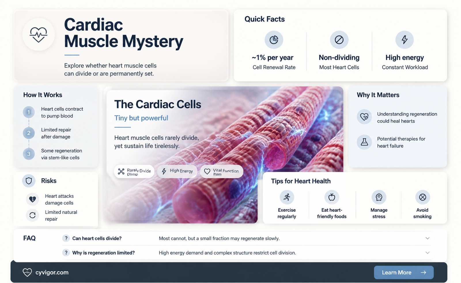 are cardiac muscles mitotic