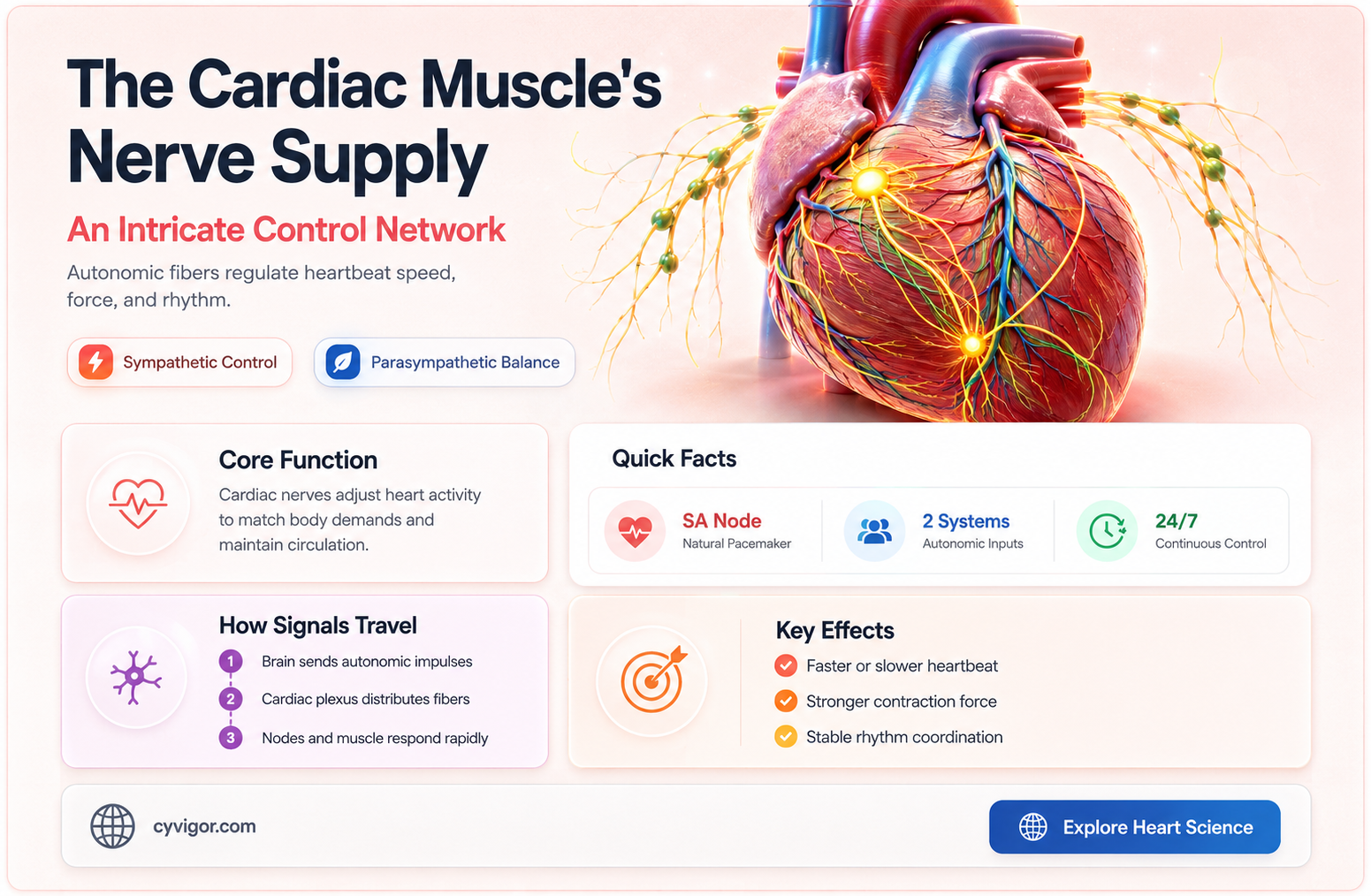 are nerves in cadiac muscle