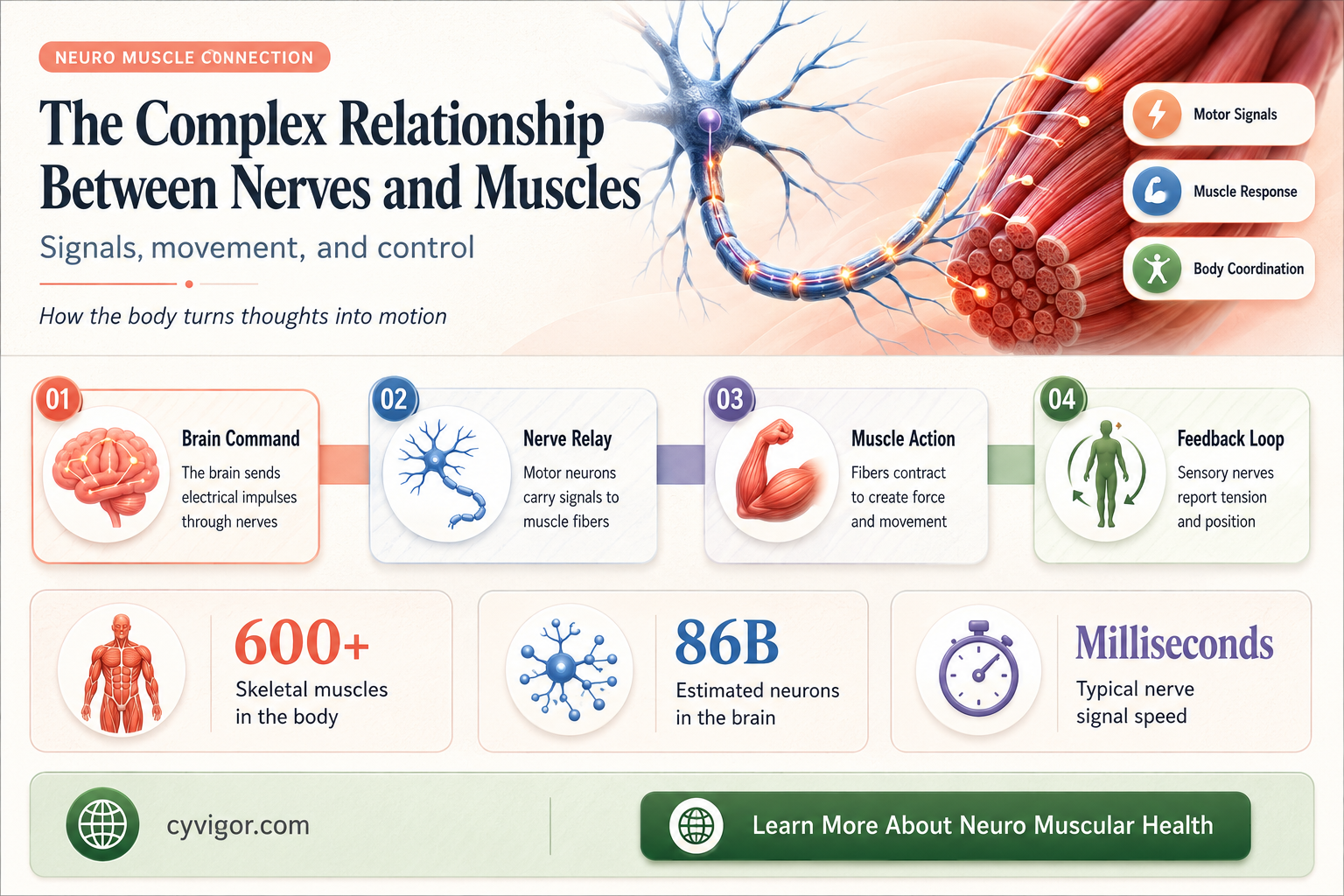 are nerves and muscles