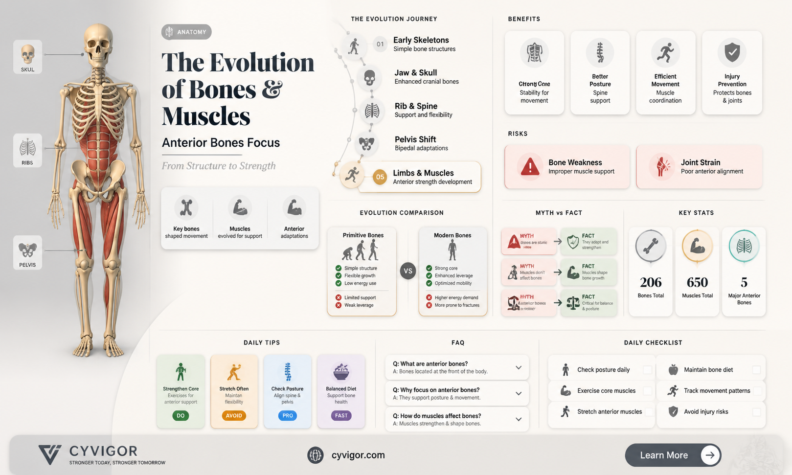 are bones anterier to muscles