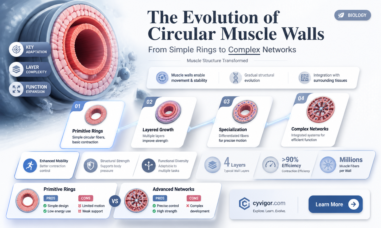 are circular muscle walls