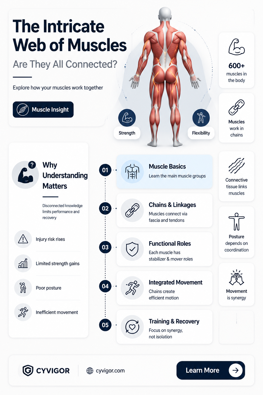 are all muscles connected