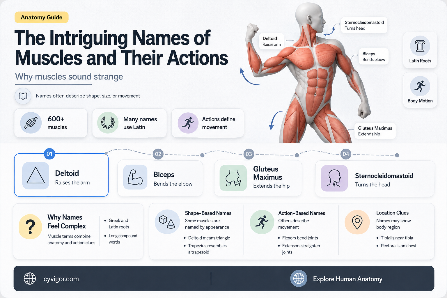 are muscles named for action