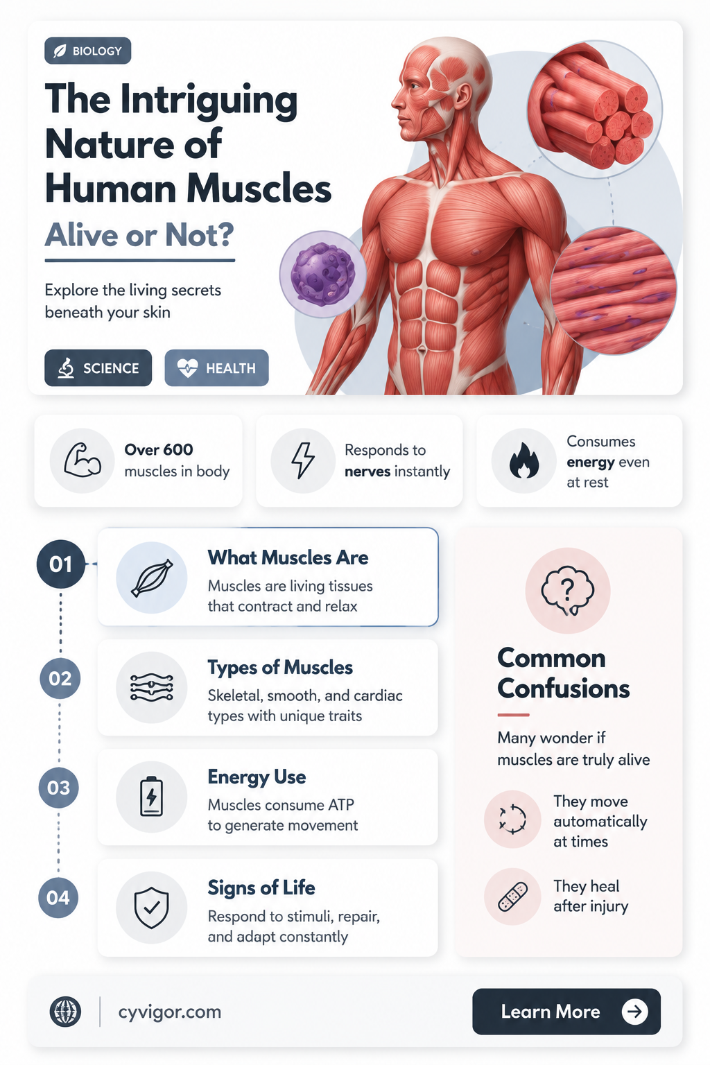 are human muscles alive