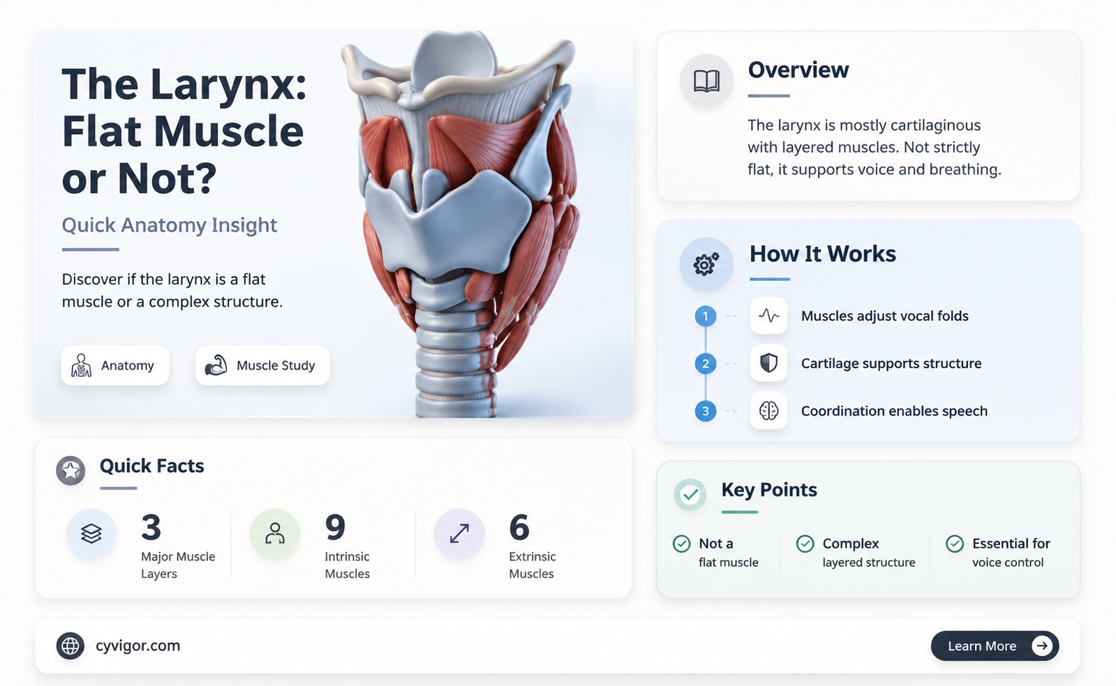are larynx a flat muscle