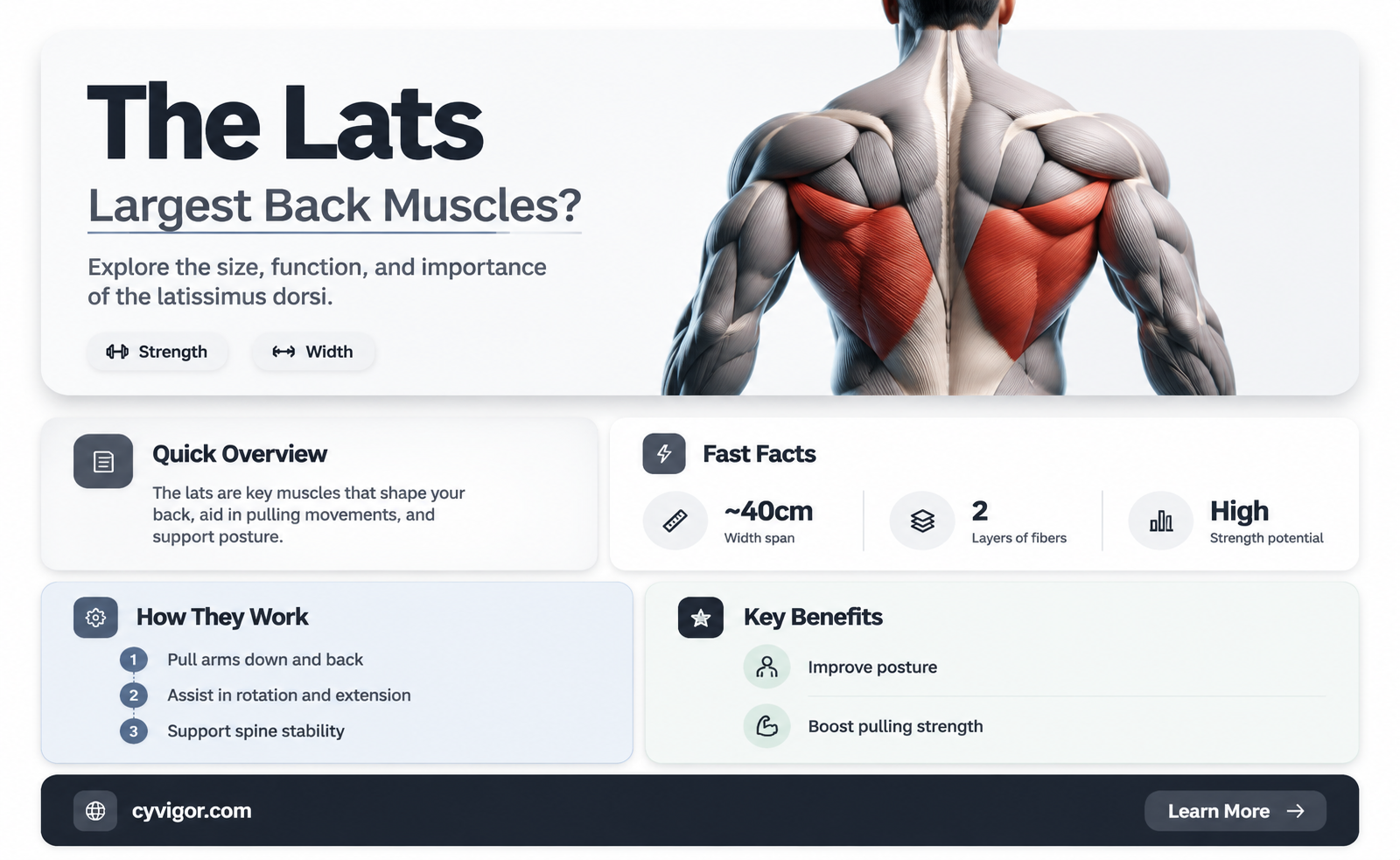 are lats the biggest muscle