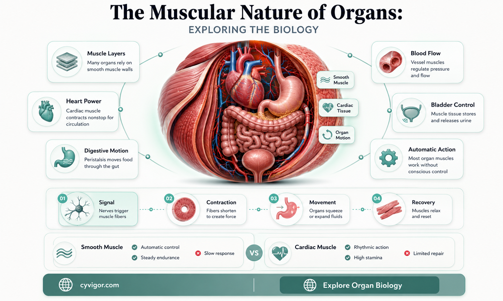 are organs lined with muscle