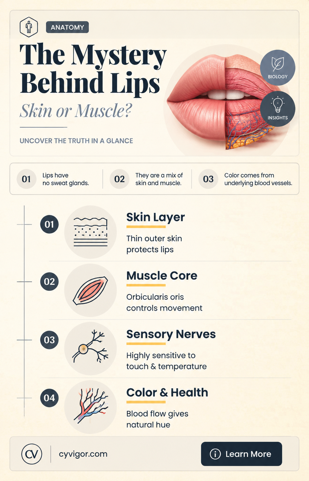 are lips skin or muscle