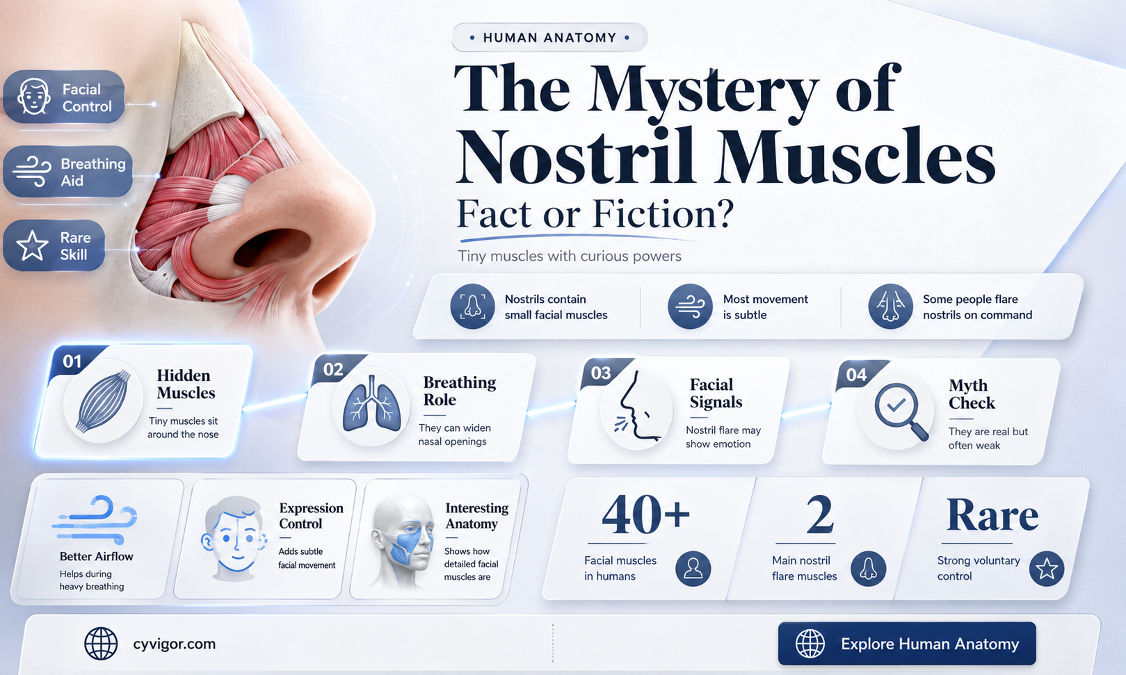 are nostrels a muscle