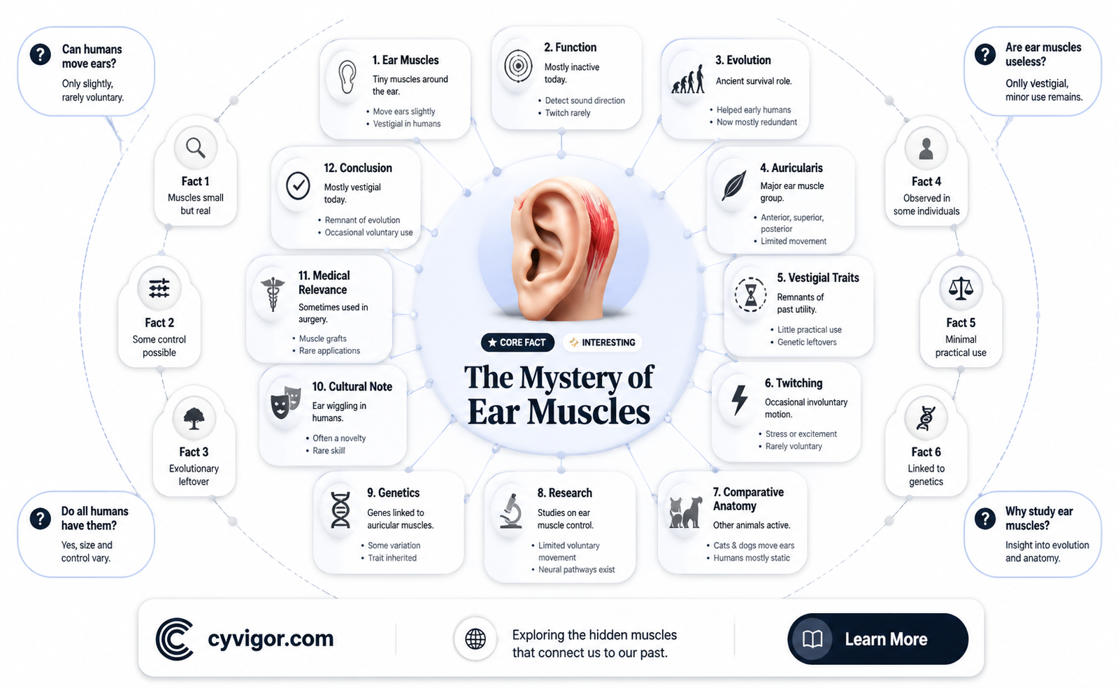 are auricular muscles vestigial
