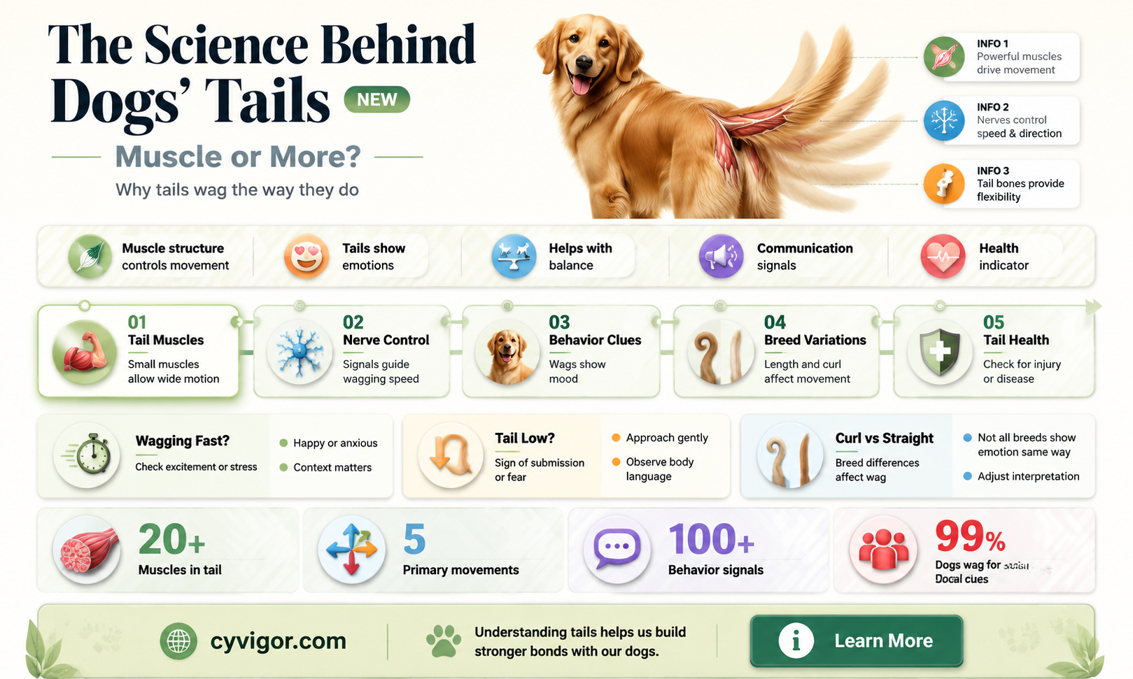 are dogs tails muscle