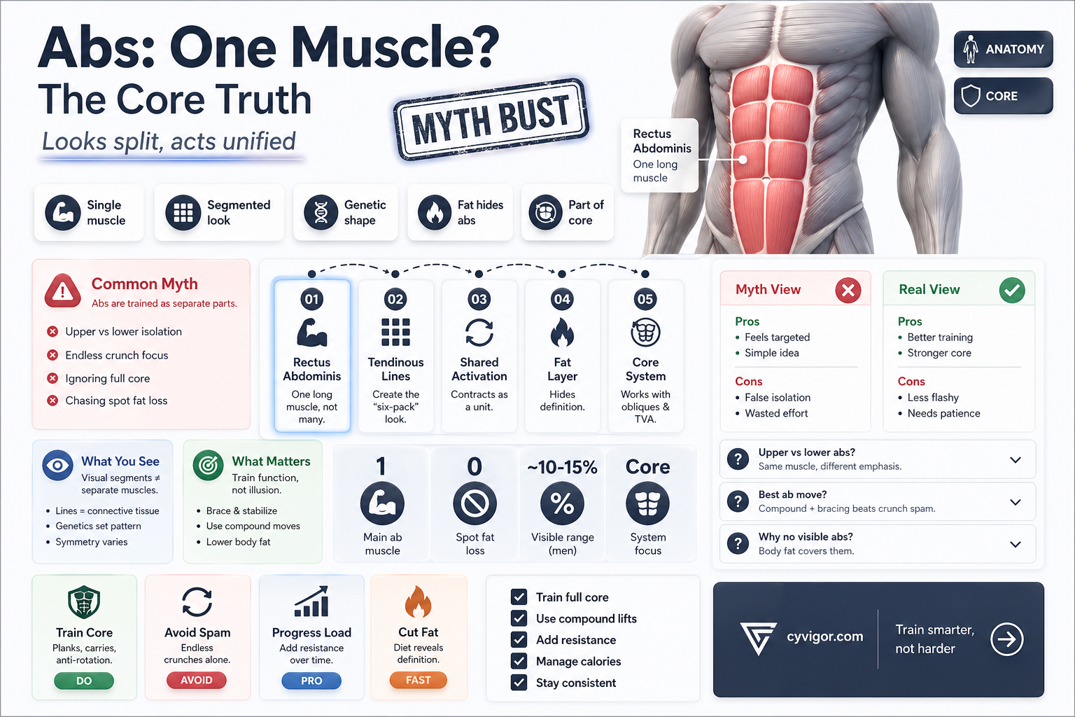 are abs one muscle