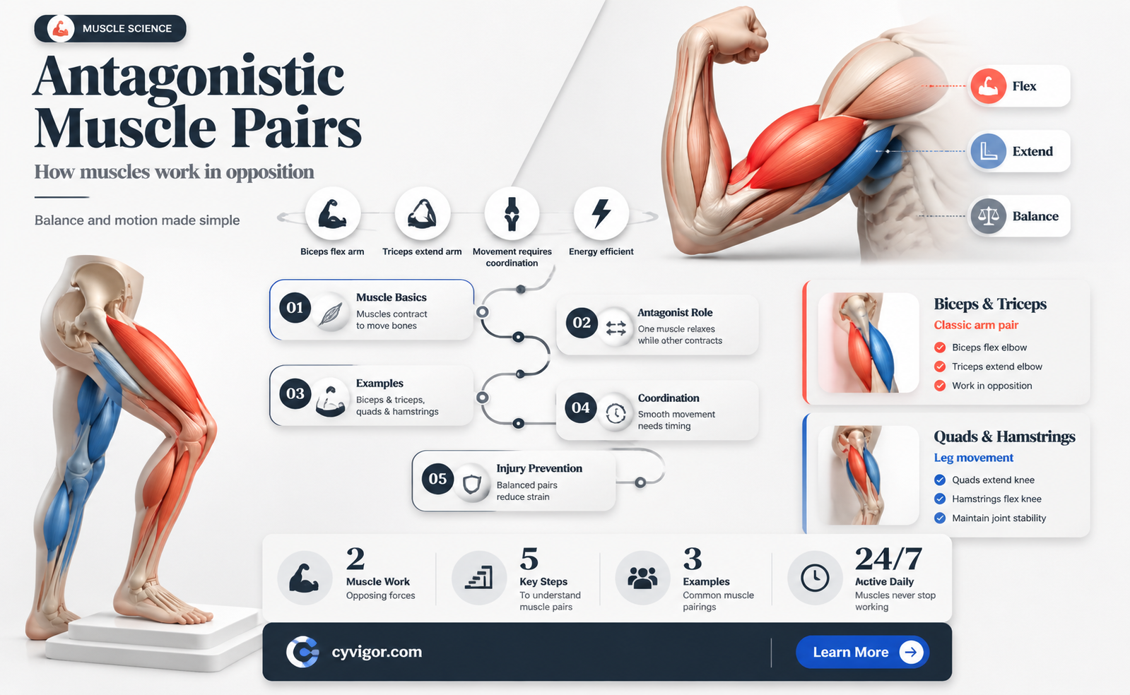 are all muscles antagonistic pairs
