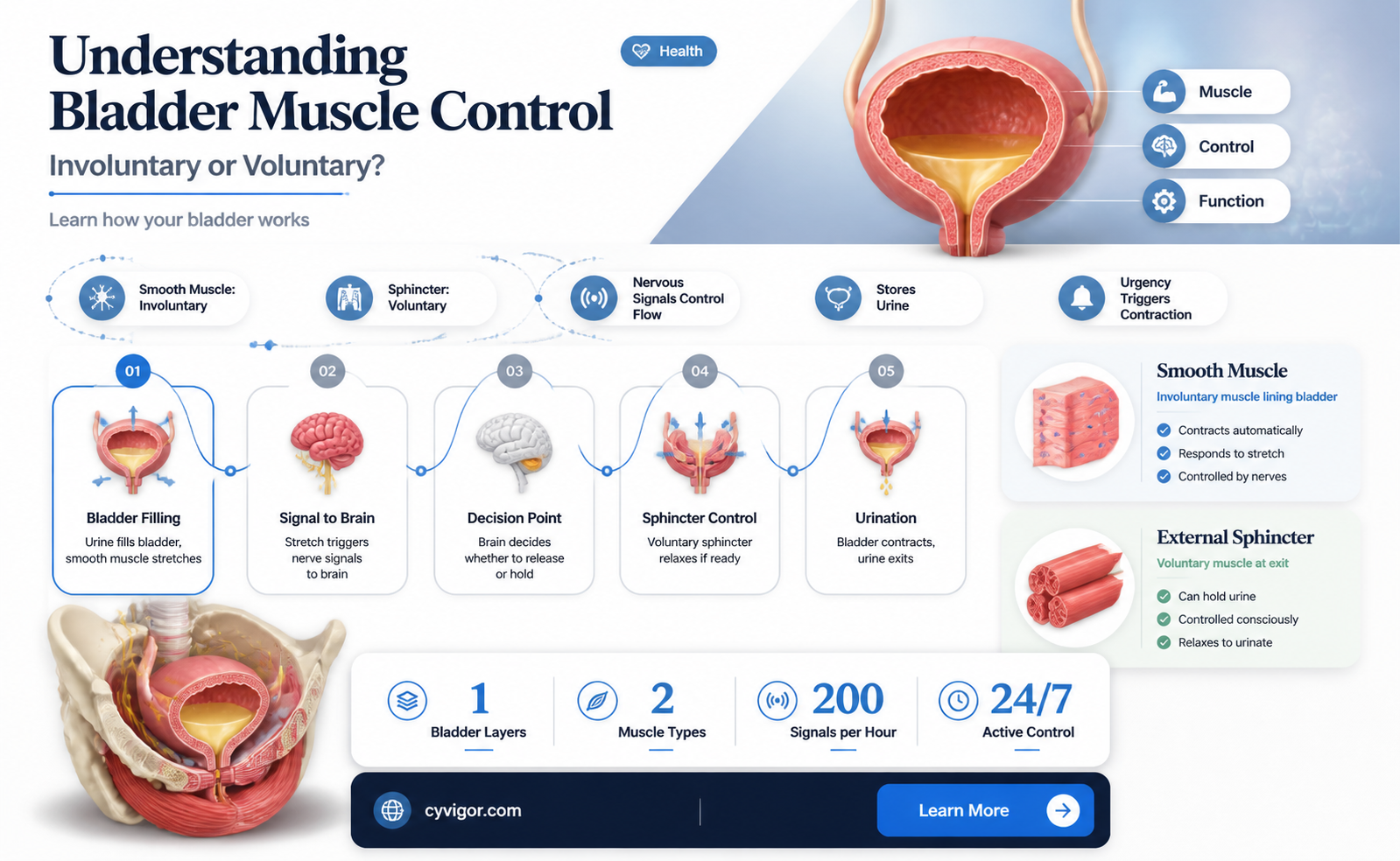 are bladder muscles all involuntary