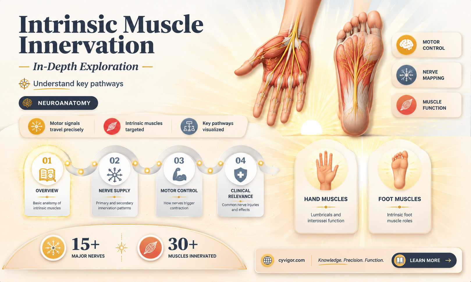 are intrinsic muscles innervated