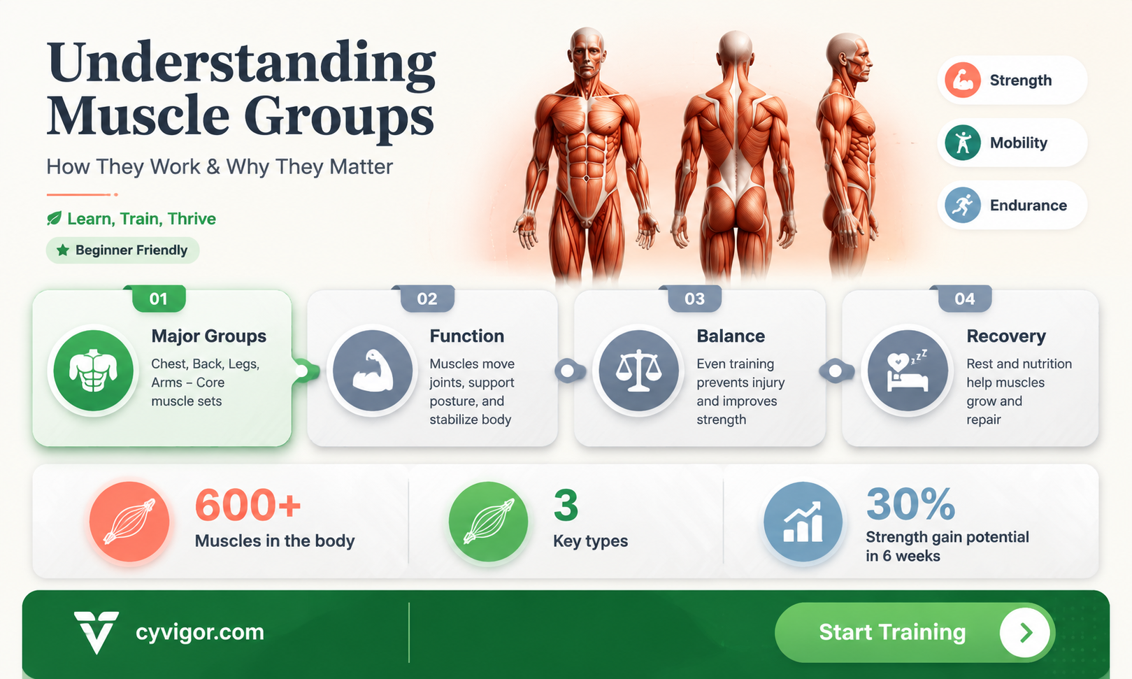 are muscle groups