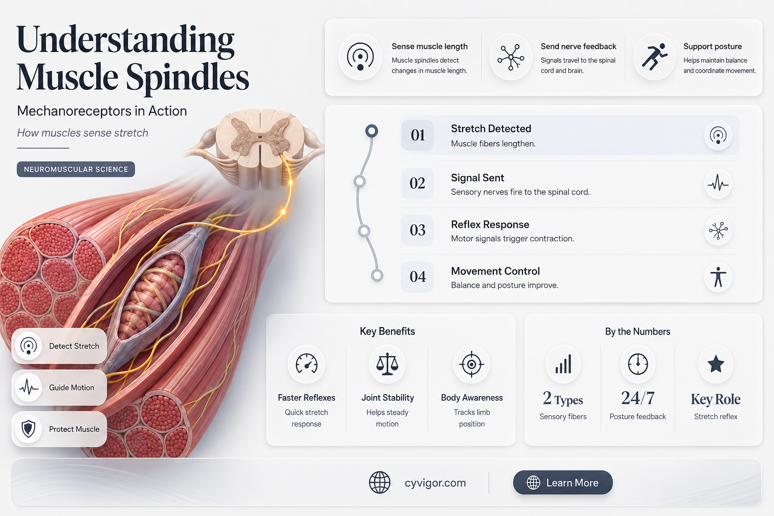 are muscle spindles mechanoreceptors