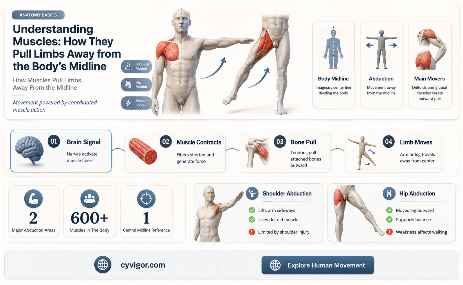 are muscles that pull a limb away from the midline