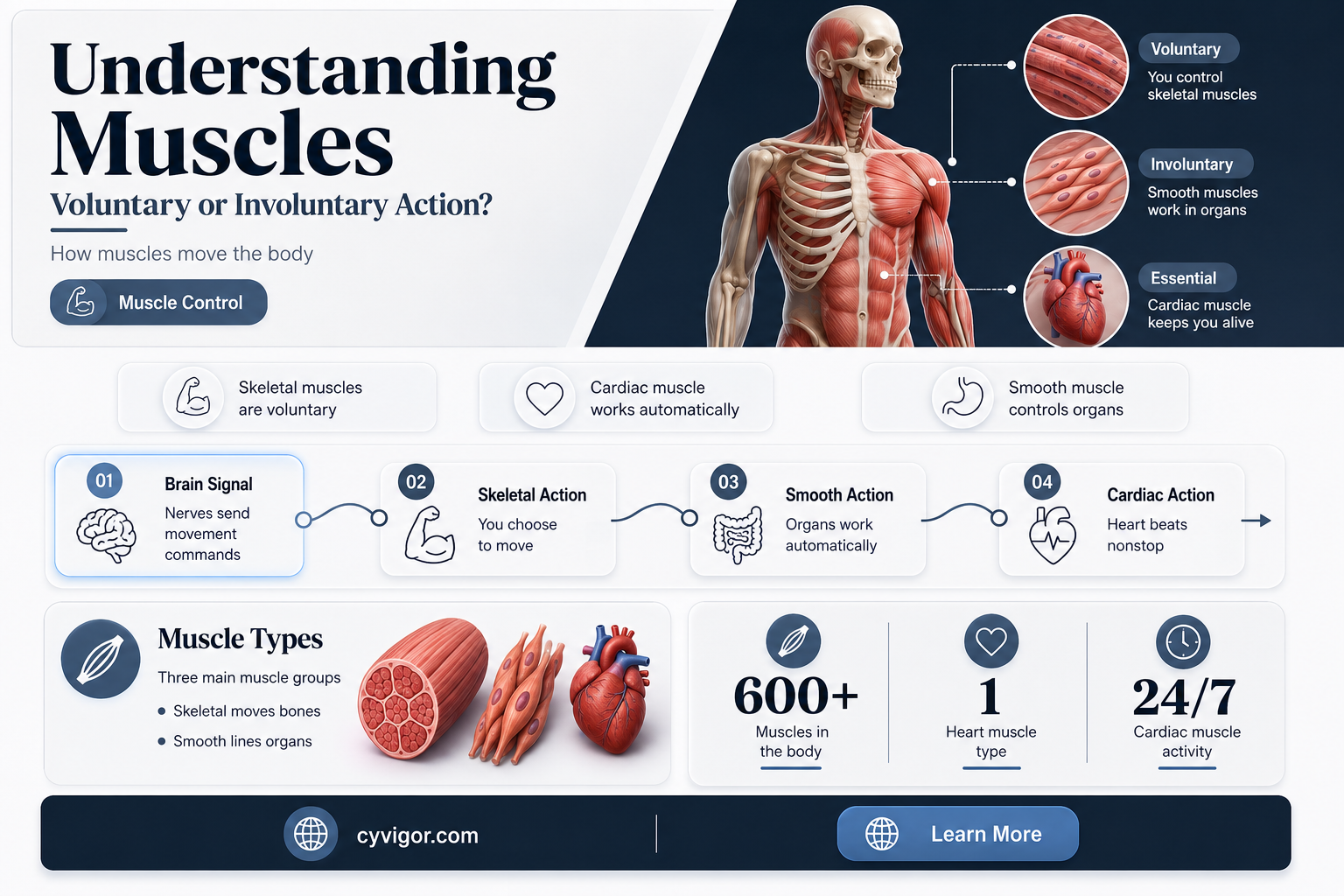 are muscles voluntary or involuntary