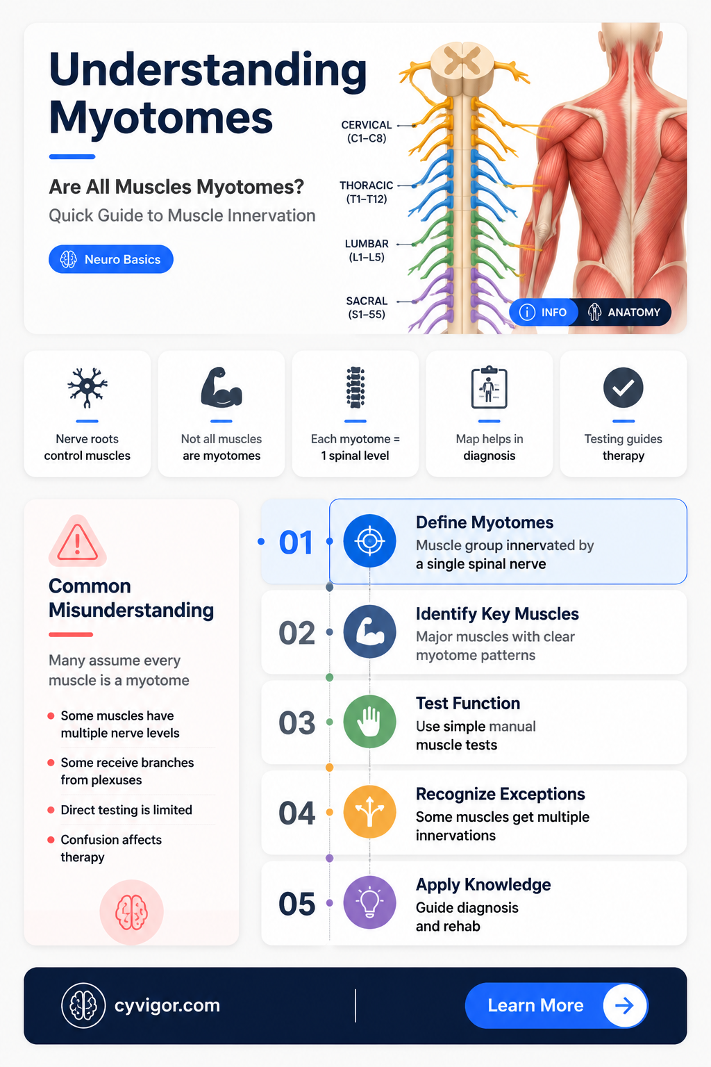 are all muscles myotomes