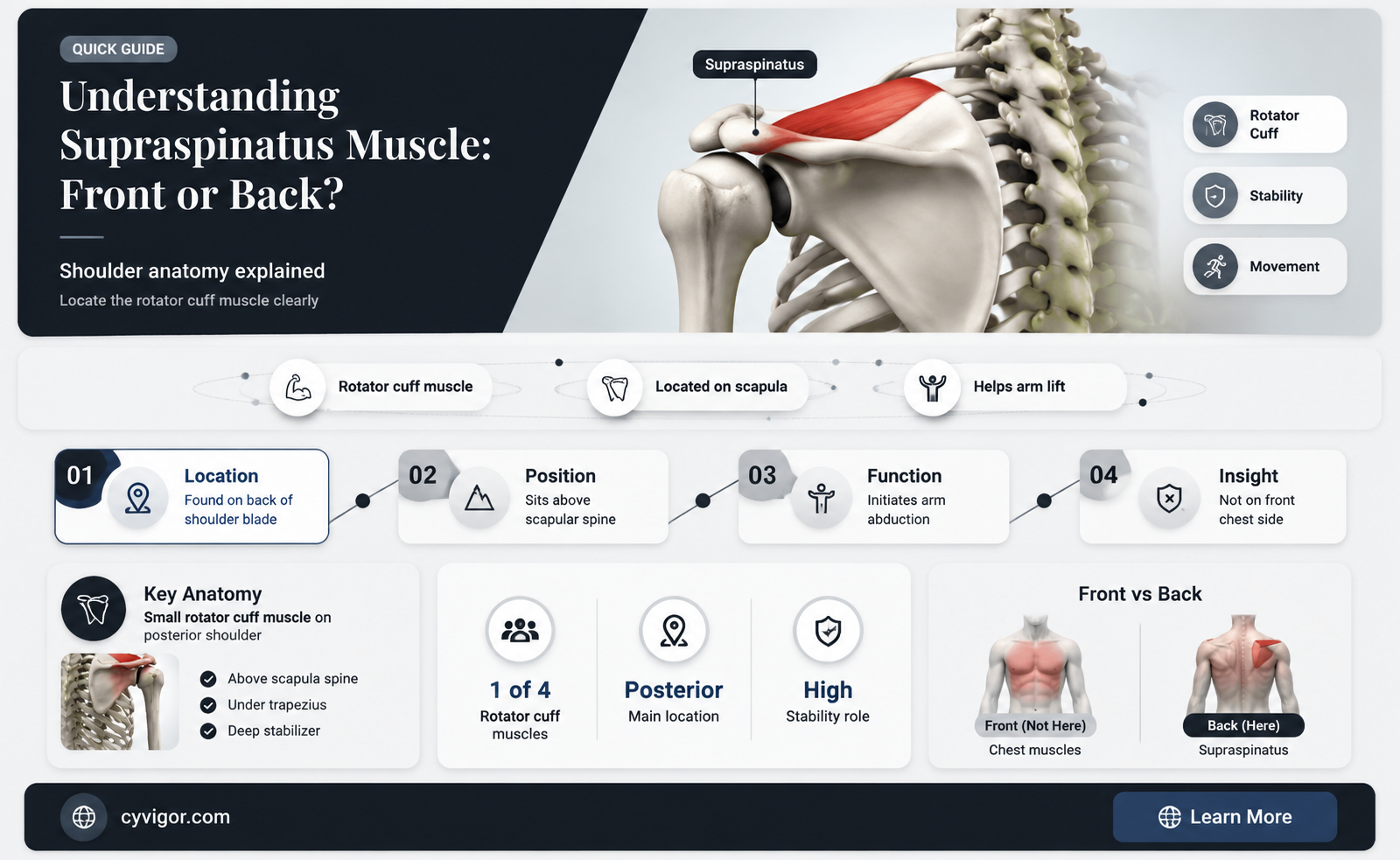 are supraspinatus muscle in front or back