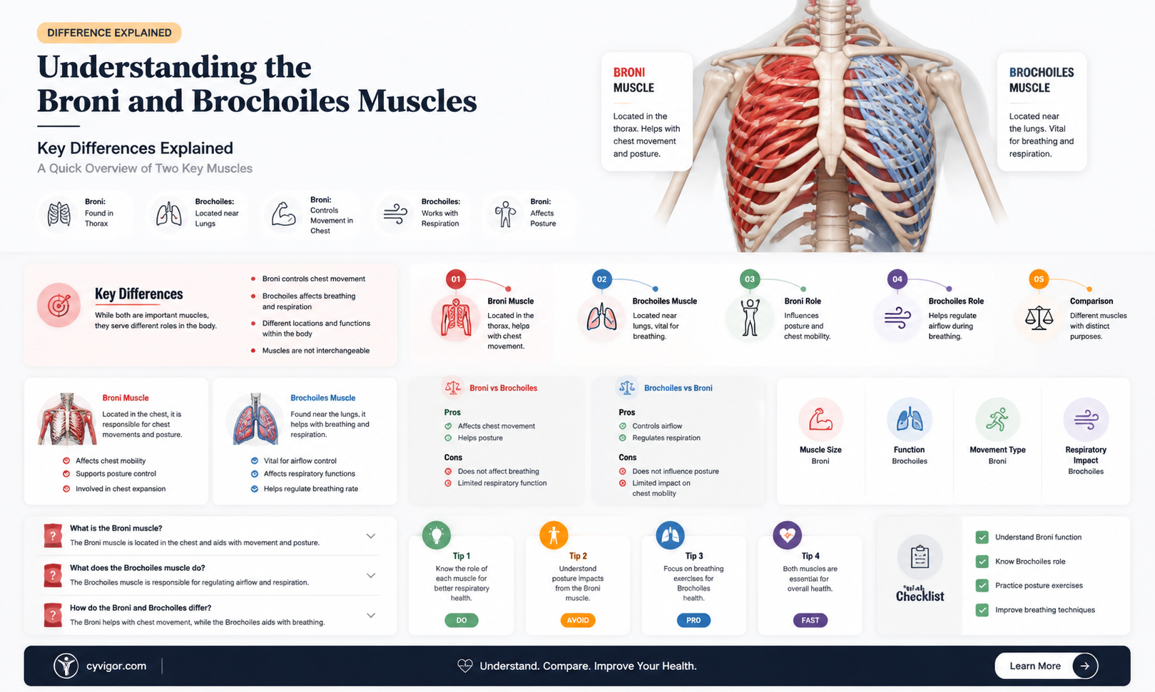 are broni and brochoiles muscles