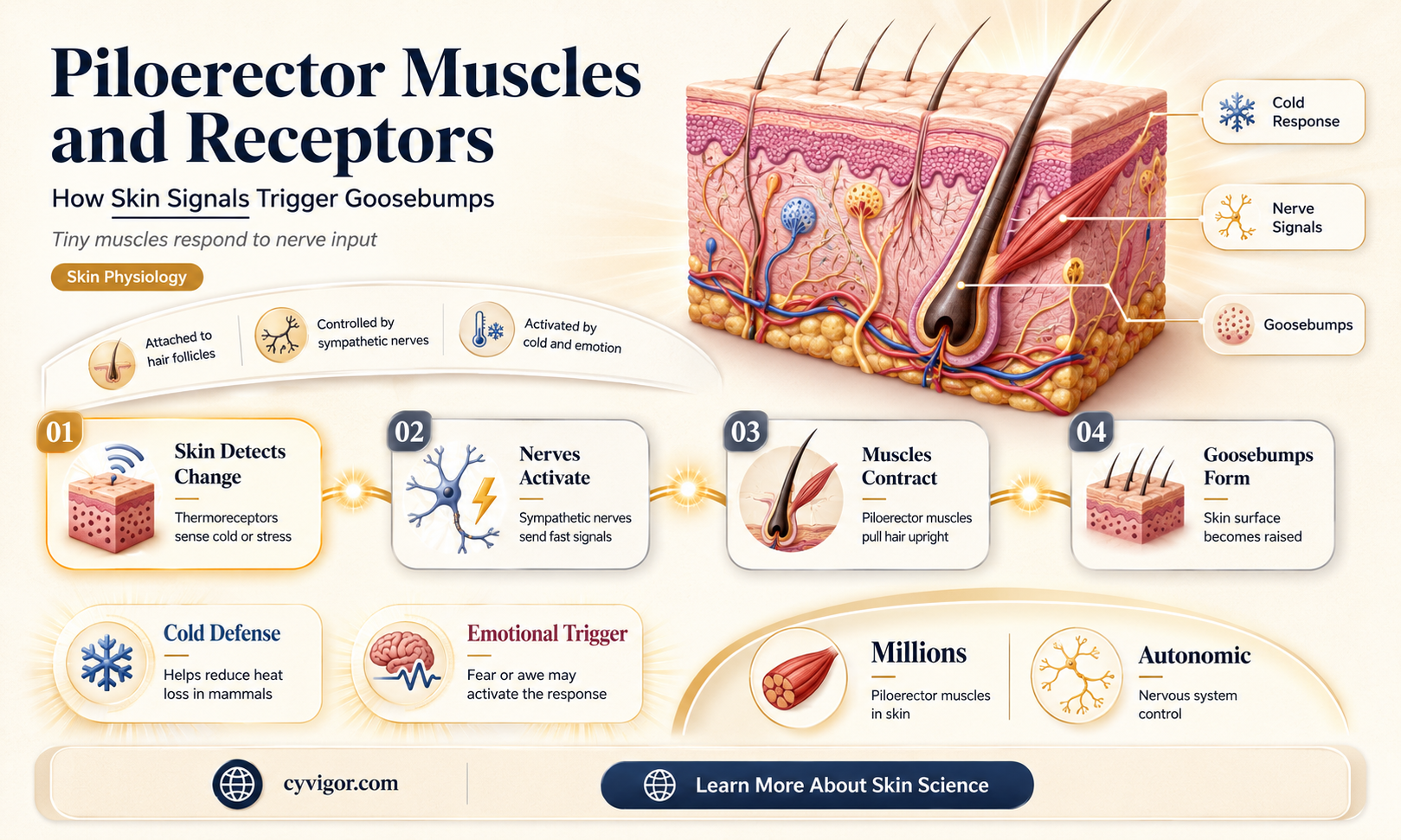 are piloerector muscles receptors