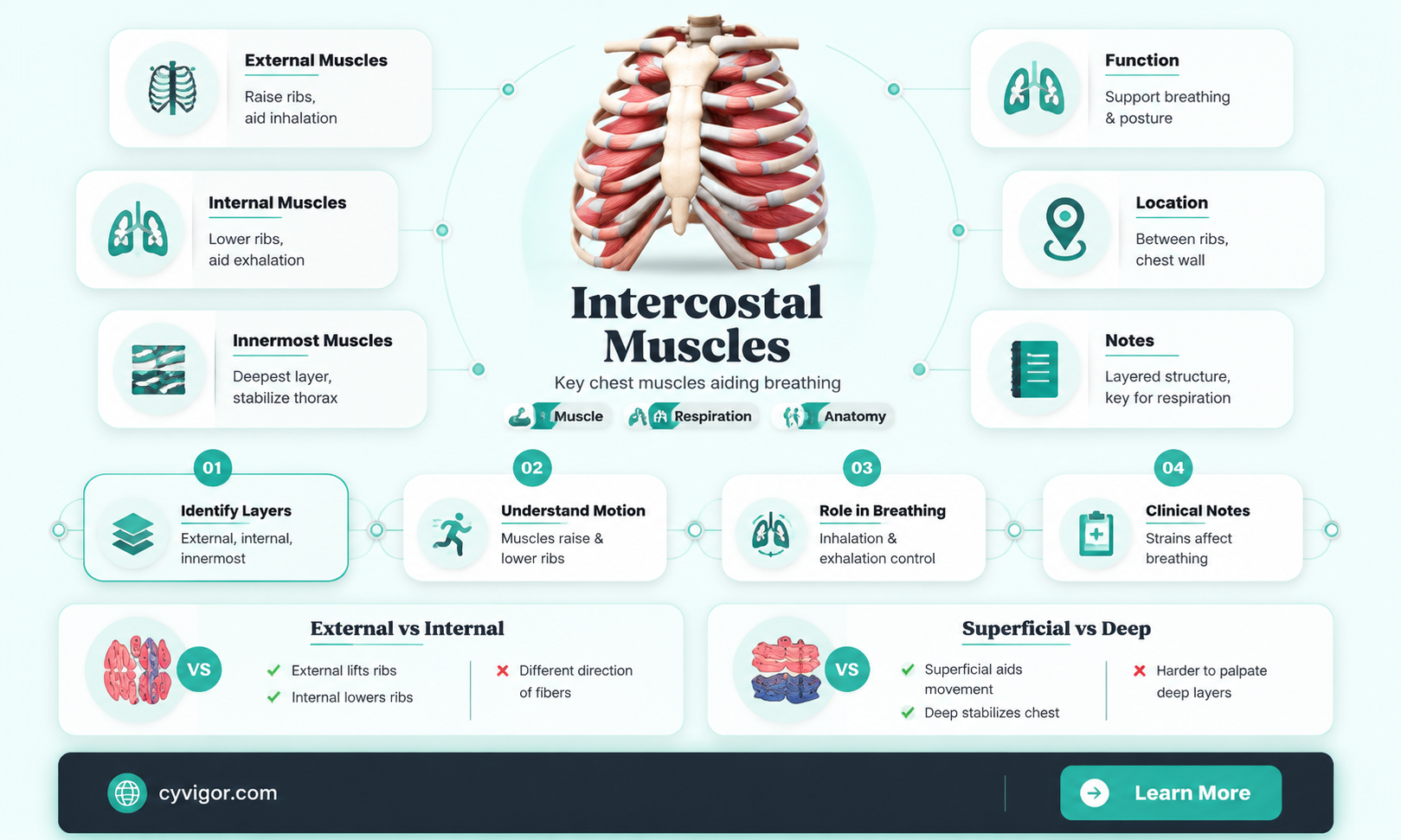 are intercostal muscles voluntary