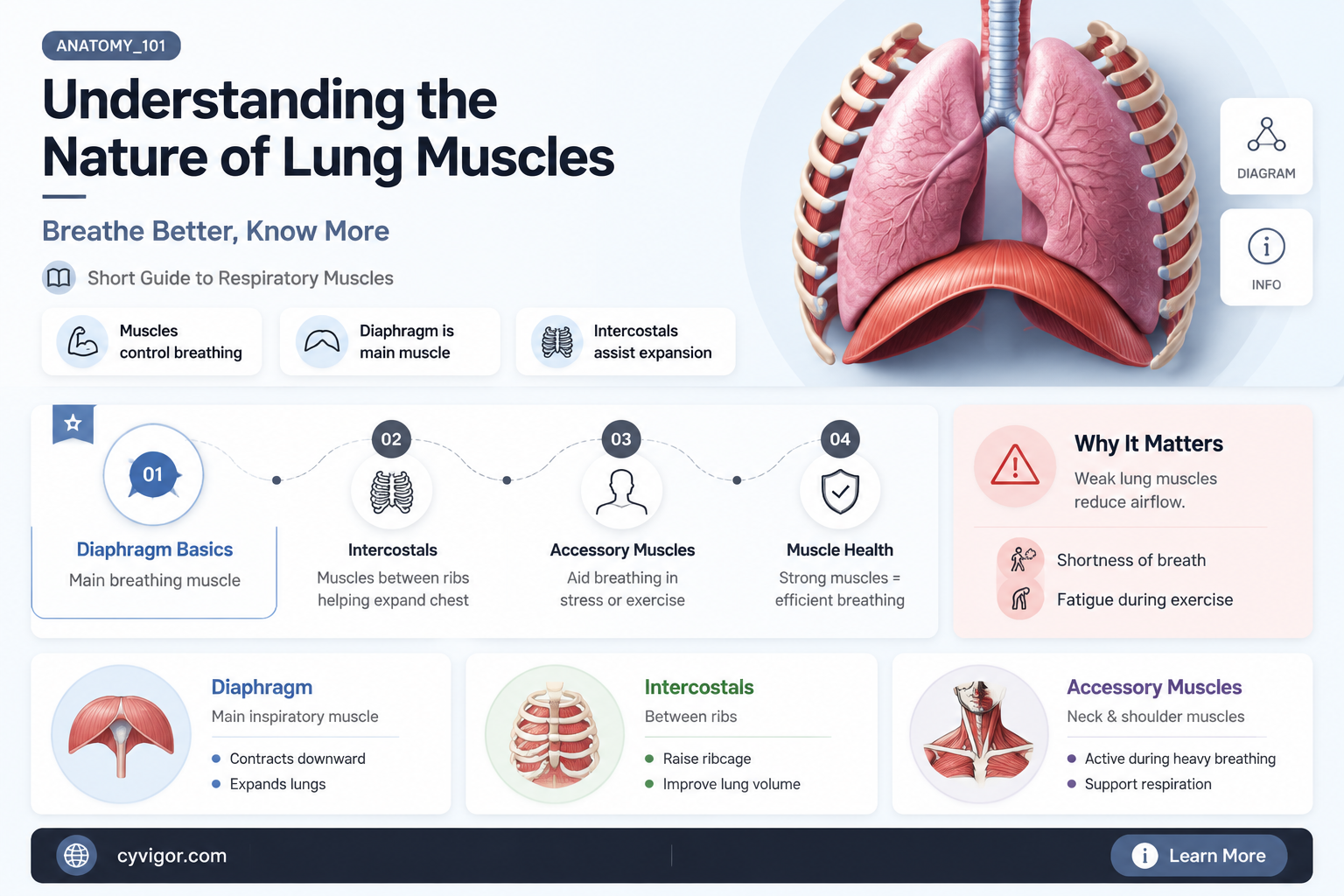are lungs involuntary muscles