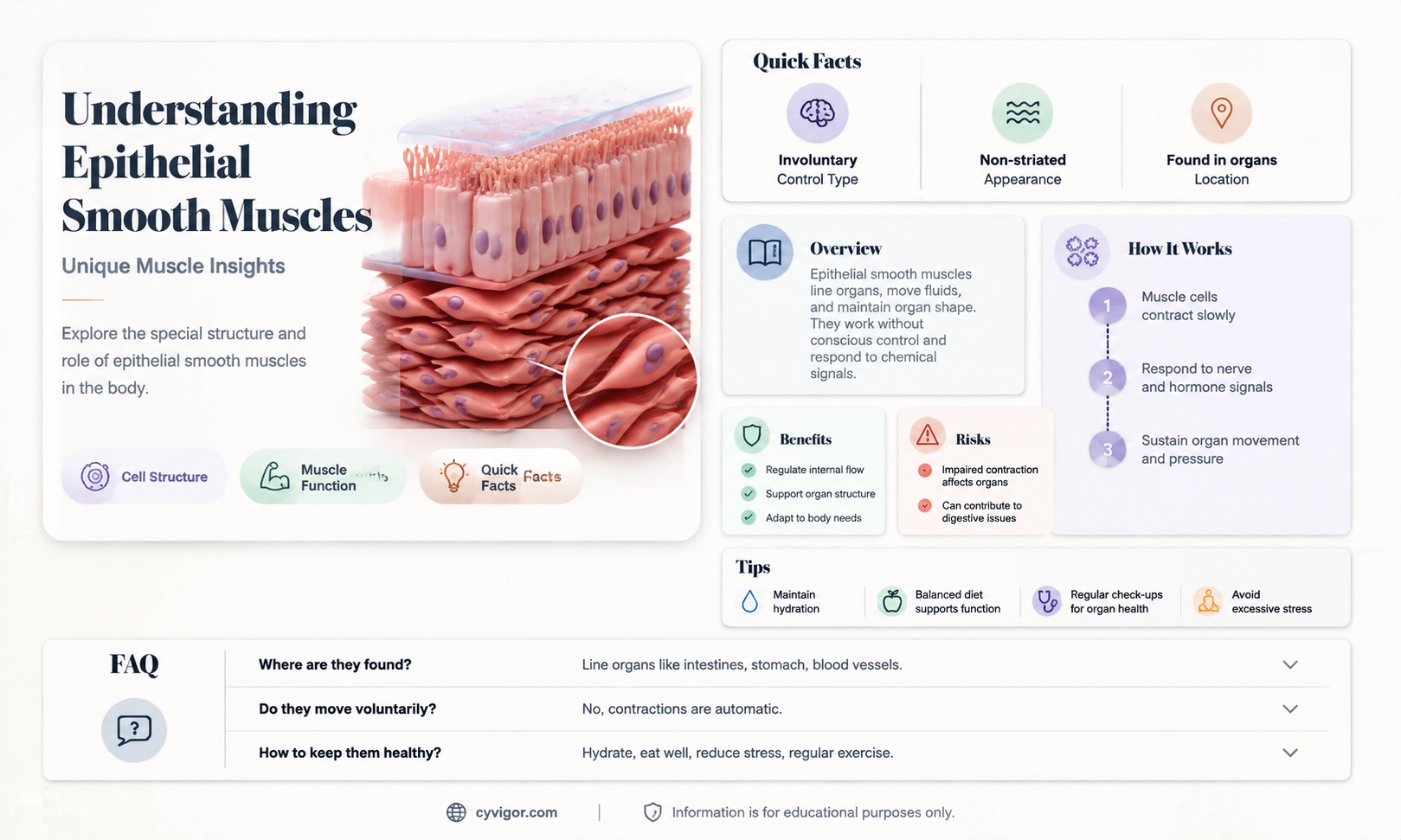 are epithelial muscles smoot hmuscle