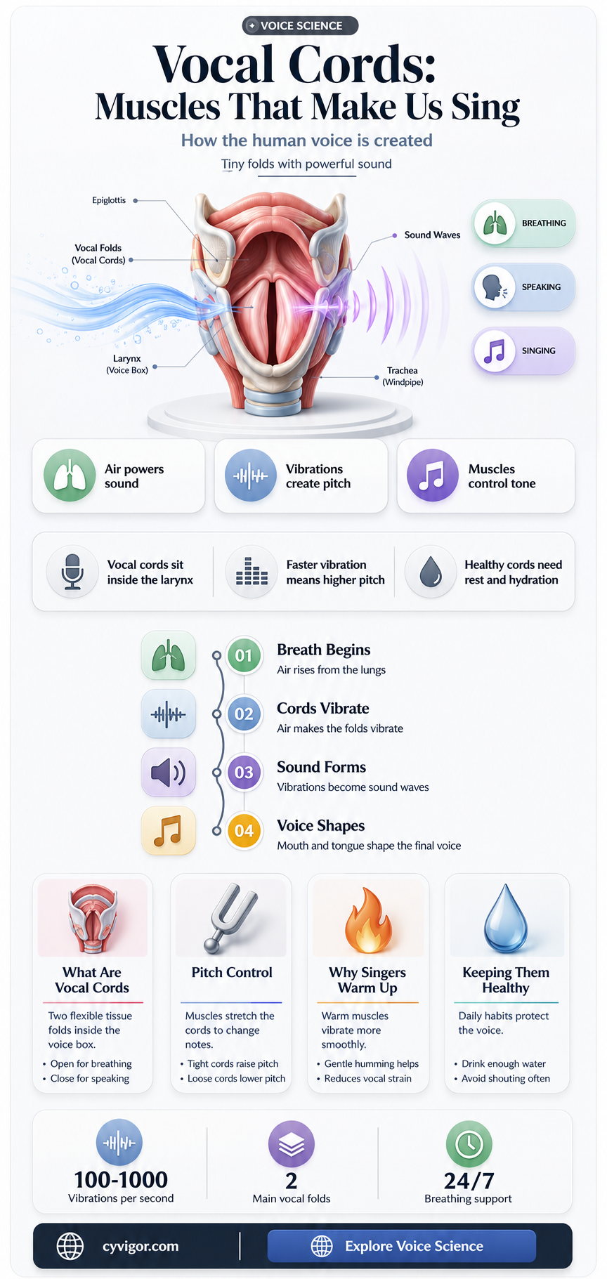 are our vocal cords muscle