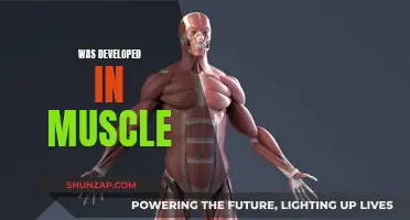 Muscle Development: Unlocking the Power of Strength