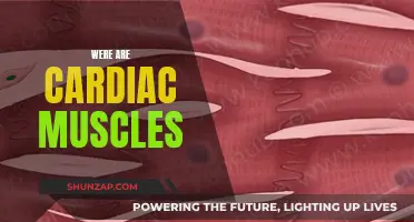 Where Your Cardiac Muscles Reside