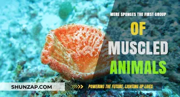 Did Sponges Pioneer Muscular Movement in Early Animal Evolution?