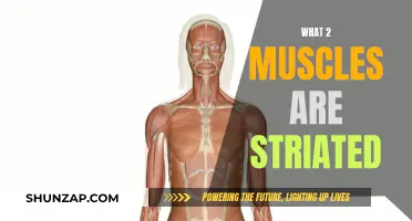 Striated Muscles: Only Two of Your Muscles Have Stripes